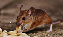 24 Hour & Emergency Exterminators in California Hot Springs, CA